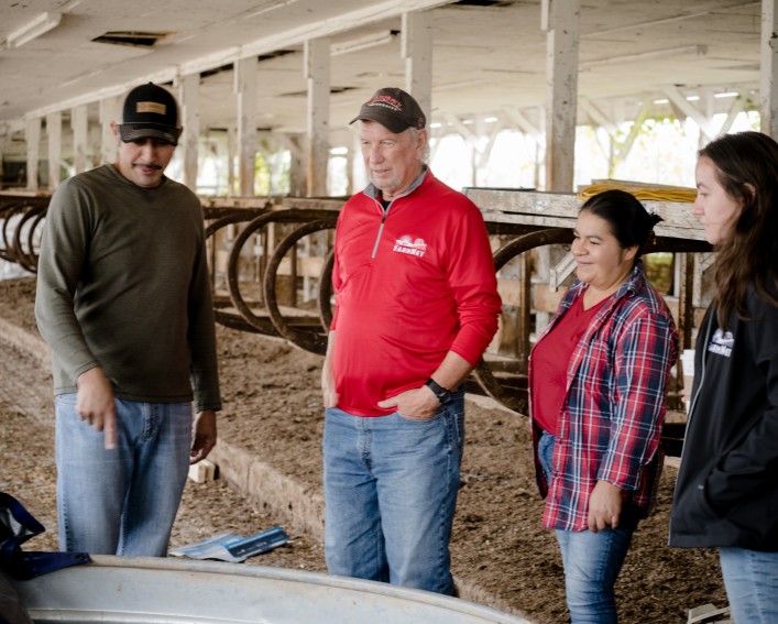 A group of four people looking at young cows in a barn.