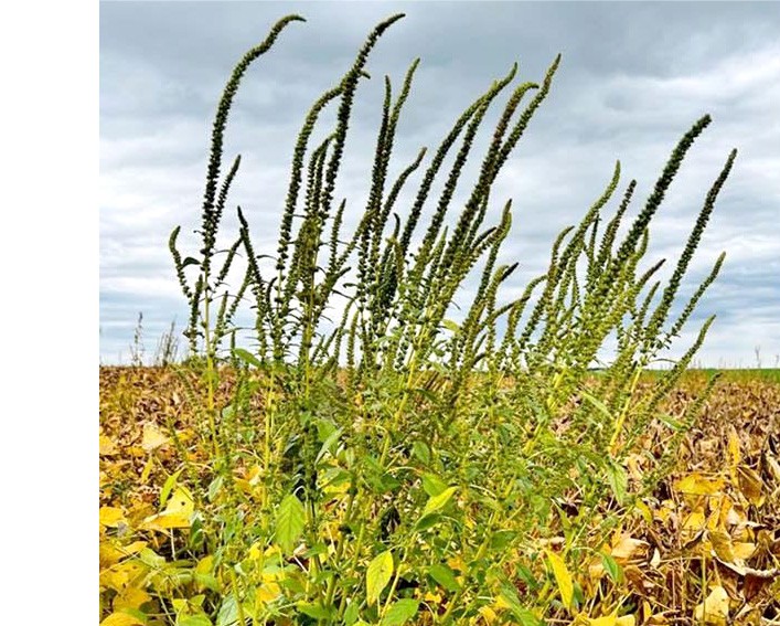 palmer amaranth in soybeans