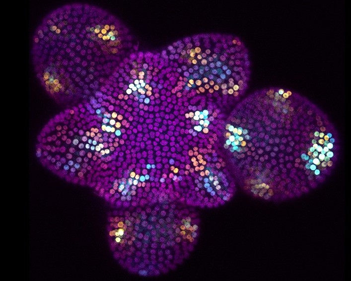 purple microscopic image
