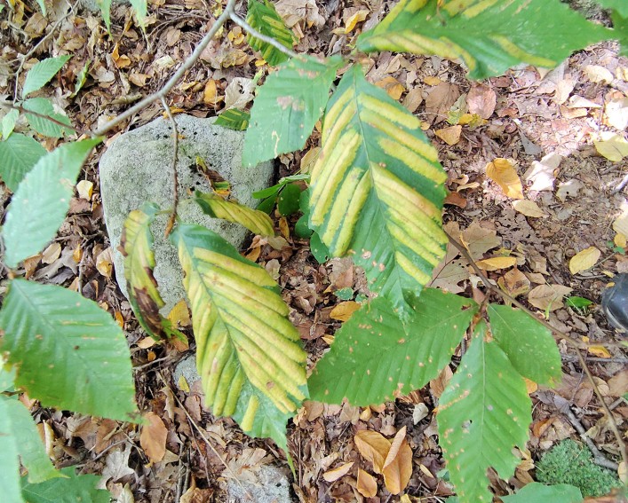 Green beech leaves with yellow stripes.