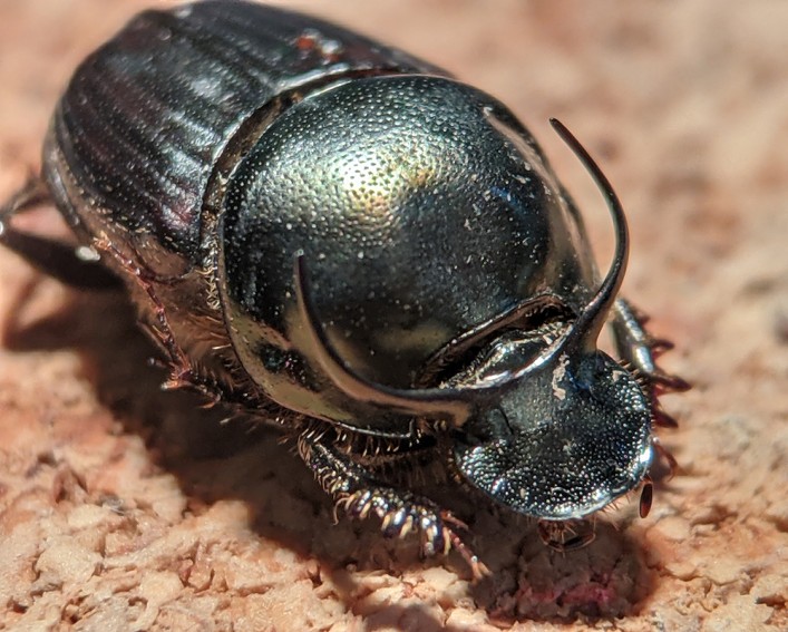 dung beetle