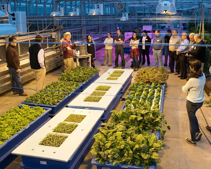 group looking at CEA planting techniques in greenhouse