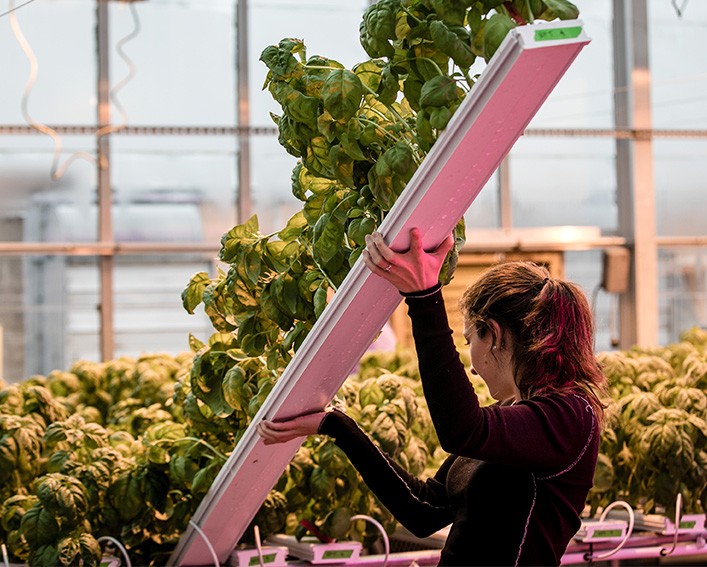 student with hydroponic basil