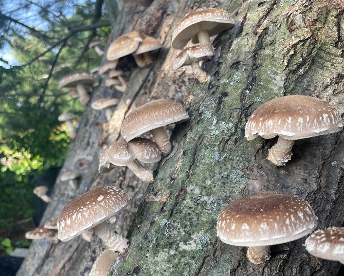 Shiitake harvest