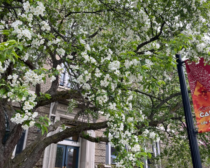 The entrance of Caldwell Hall behind a tree with white flowers.