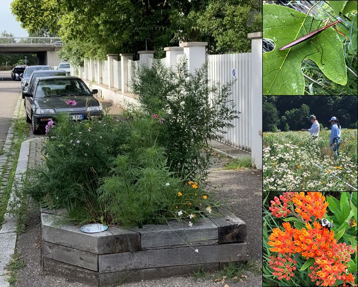 urban ecology montage