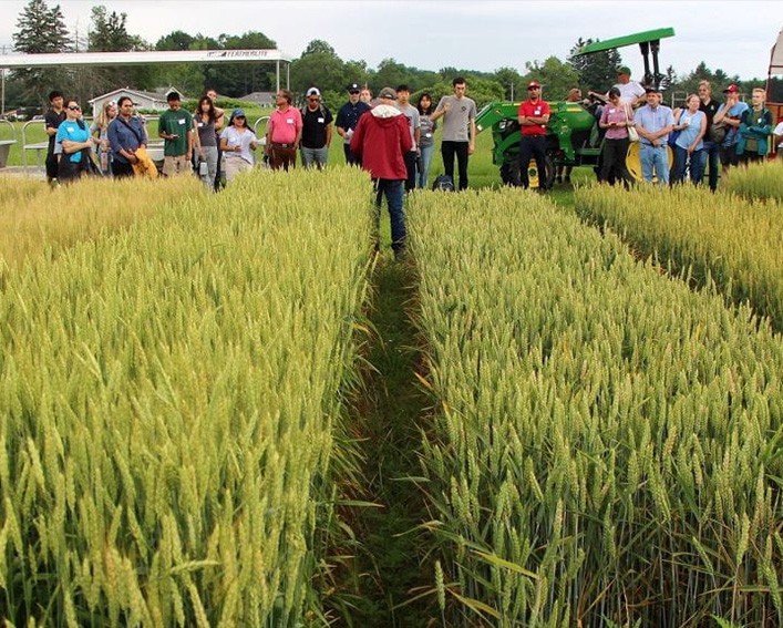 sorrells small grain breeding talk