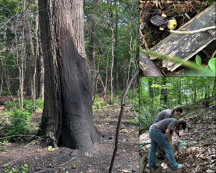scorched tree researchers and ground-nesting bee