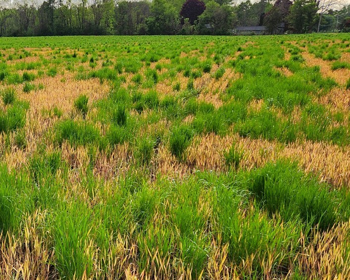 annual ryegrass failed cover crop termination