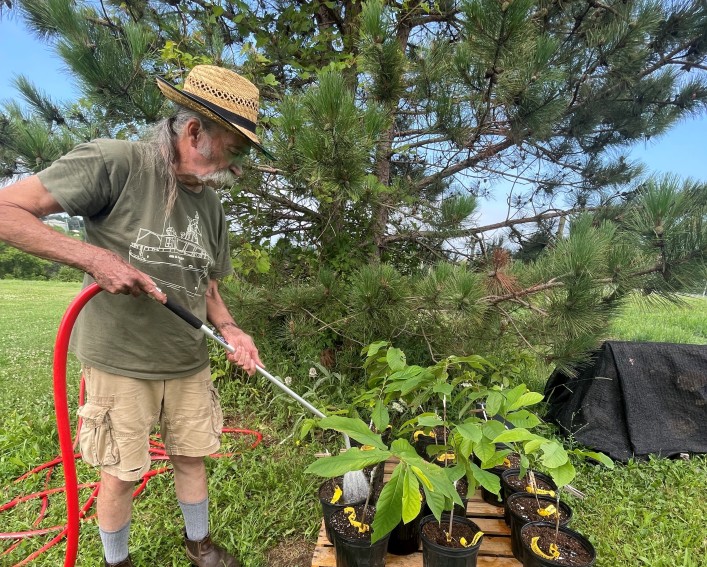 Bob Meadows is watering young pawpaw trees