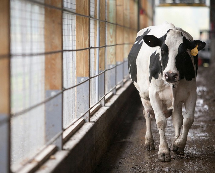 a cow walks in a barn