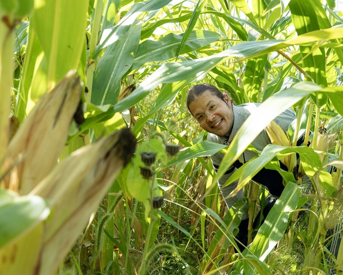 A person surrounded by corn in a field