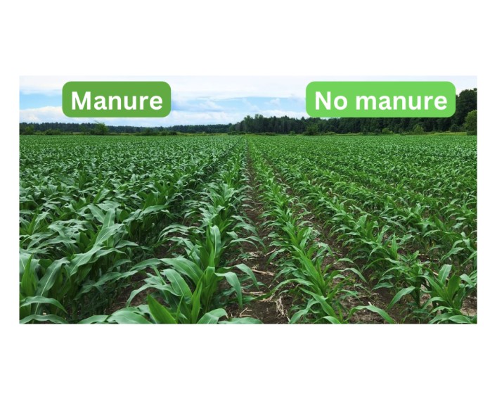 A field shows what growth looks like with (left) and without (right) manure.