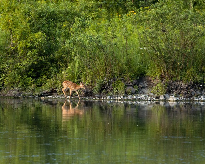 A white-tailed deer fawn walks along a lake.