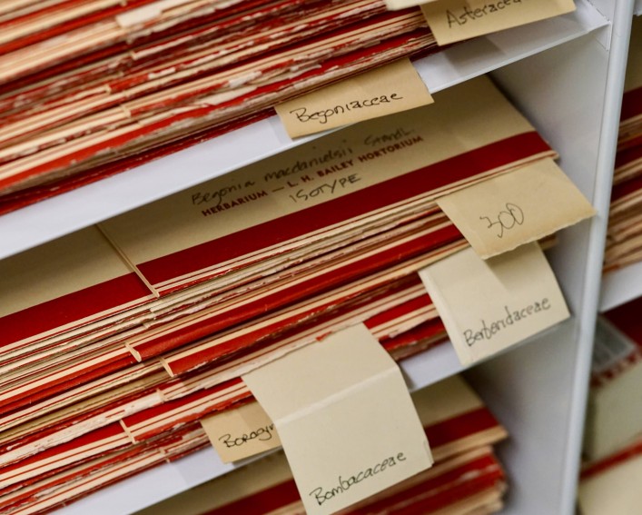 Type Collection Bailey Herbarium vertical