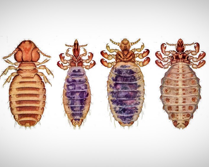 Microscopy imaging (top-down) of four lice species arranged side-by-side, adjusted to the same size. The first louse is reddish-brown and has a relatively large head and backswept antennae. The second is thinner than the rest and medium brown with a narrow head and antennae extending sideways. The third is also medium brown and has the largest abdomen and antennae that extends forward. The fourth is lighter brown and has ridges along the side of the abdomen and antennae extending sideways. 