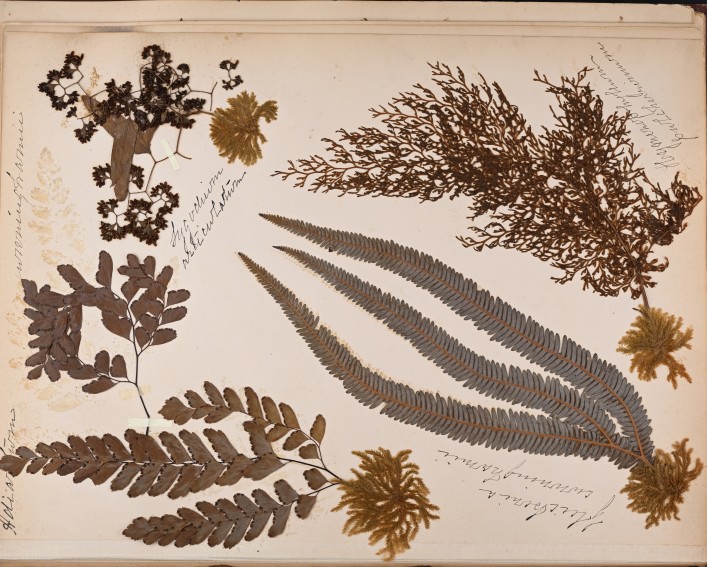 dried fern specimens