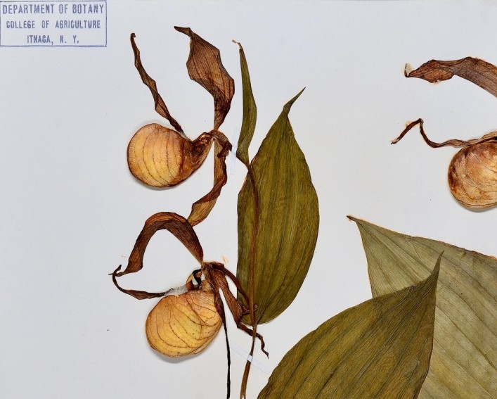 cypripedium specimen herbarium