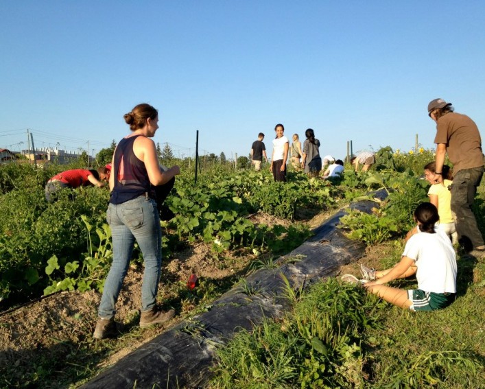 Students working on the farm