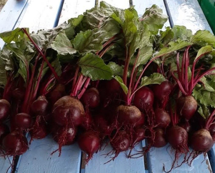 A pile of freshly harvested beets resting on a light blue slatted wooden table. The beets feature deep reddish-purple, round roots with small, stringy taproots extending from the bottoms. Attached are vibrant green leaves with thick, bright magenta stems and veins. The leafy greens appear slightly wet, giving the freshly picked vegetables a dewy look against the pale blue background.
