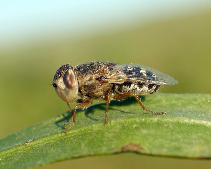 A close-up, side-profile view of an adult sheep bot fly resting on a green leaf. The stout fly has a fuzzy, brownish-grey mottled thorax and a black-and-white patterned abdomen. Its translucent wings are folded flat over its back. The fly has a pale, somewhat bulbous face and large eyes with a slight iridescent reddish-purple sheen.