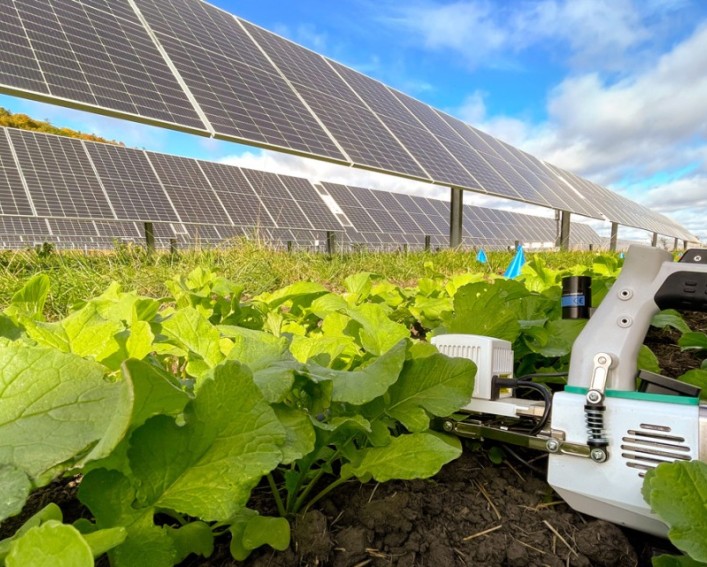 analyzing plants between solar panels