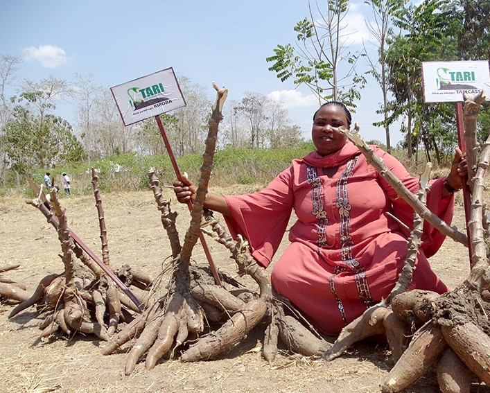 asha with a bunch of cassava roots