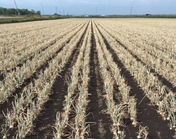 View of a destroyed onion field