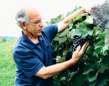 Bruce Reisch examines clusters of Everest Seedless in a research vineyard at Cornell AgriTech