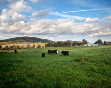 Cows in field