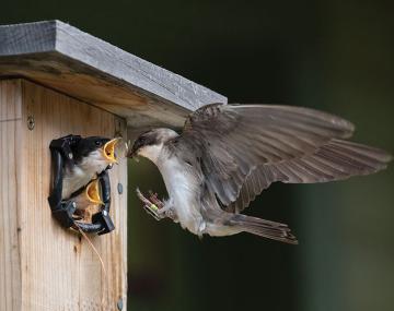Bird flying into birdhouse