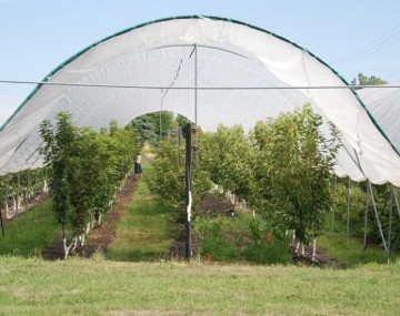 cherry trees