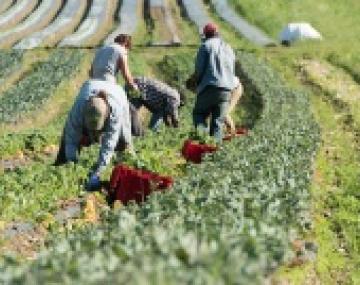 people working on a farm