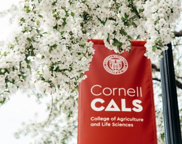 CALS banner surrounding by cherry blossoms 