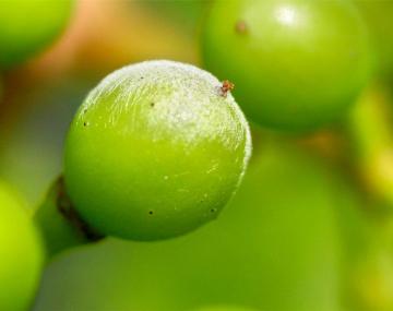 A green grape with a white substance on it 