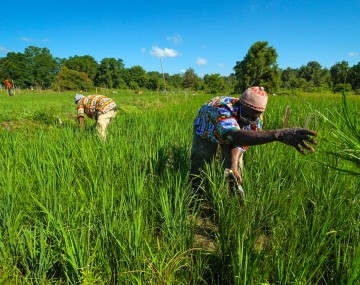 Workers in field harvesting crops