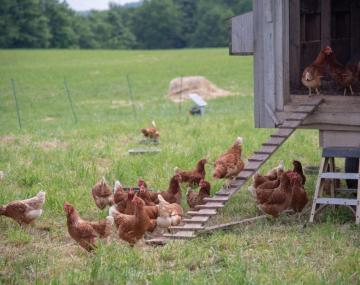 chickens and chicken coop