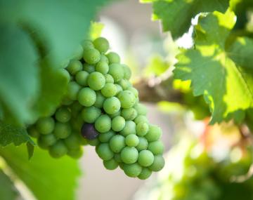 Green grapes on the vine