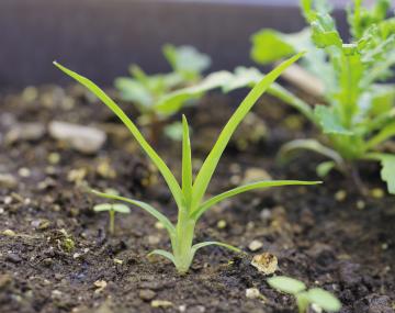 annual luegrass seedling