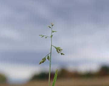 annualbluegrass pannicle