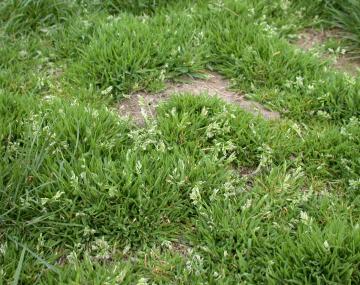 annual bluegrass stand