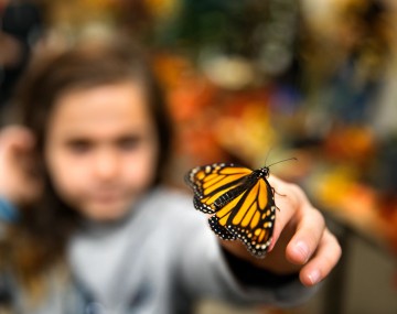 A child holds a butterfly up to the camera.