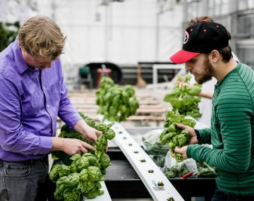 two people holding basil plants