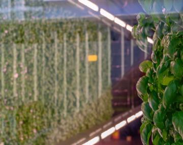Basil growing in hydroponics
