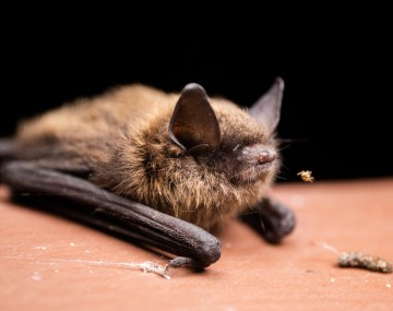 a close up of a bat