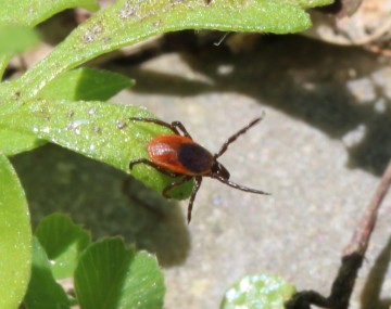 red and black tick on a leag