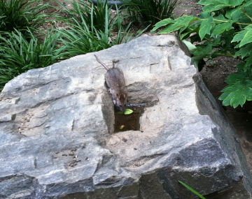 rat drinking water from a puddle in a stone