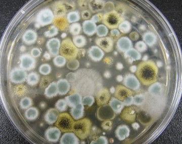 Mold growing in a petri dish