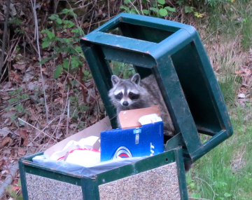 raccoon in a garbage can
