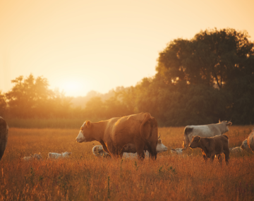 cattle grazing in a field with the sun setting